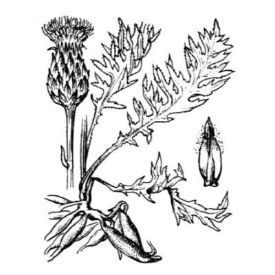 Cirsium tuberosum (L.) All. 