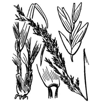 Molinia caerulea (L.) Moench 