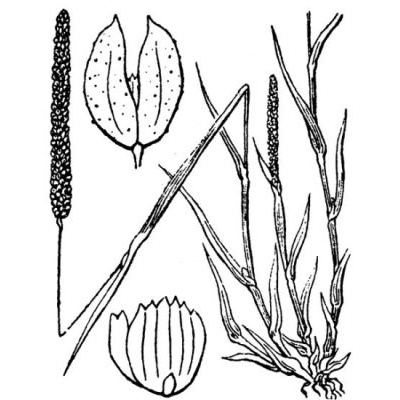 Phleum subulatum (Savi) Asch. & Graebn. subsp. subulatum 