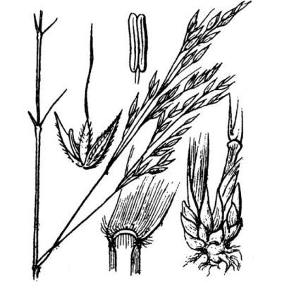Piptatherum paradoxum (L.) P. Beauv. 