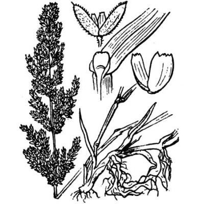 Polypogon viridis (Gouan) Breistr. 