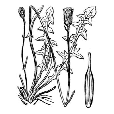 Crepis bellidifolia Loisel. 