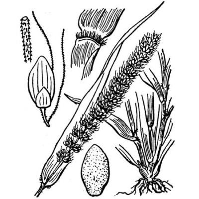 Setaria verticillata (L.) P. Beauv. 