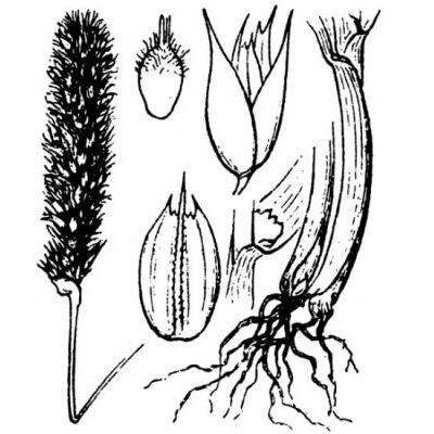 Sesleria autumnalis (Scop.) F. W. Schultz 