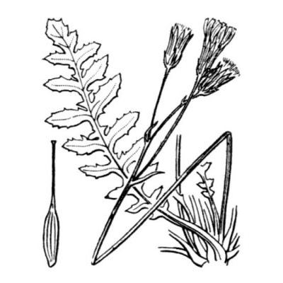 Crepis bursifolia L. 