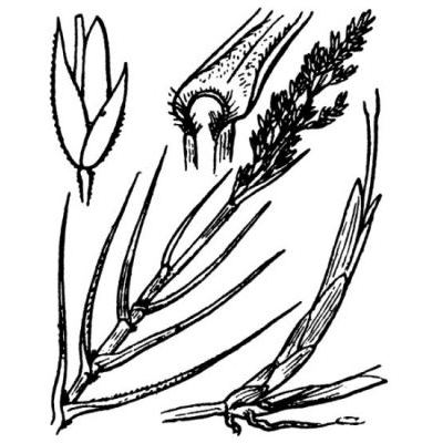 Sporobolus pungens (Schreb.) Kunth 