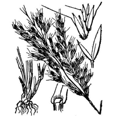 Trisetum flavescens subsp. purpurascens (DC.) Arcang. 