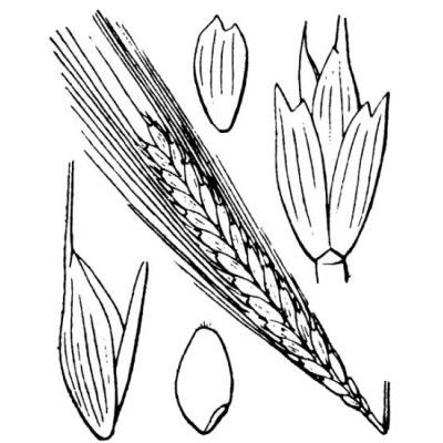 Triticum monococcum L. 