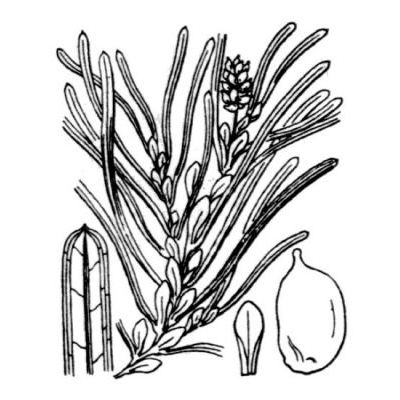 Potamogeton obtusifolius Mert. & W.D.J.Koch 