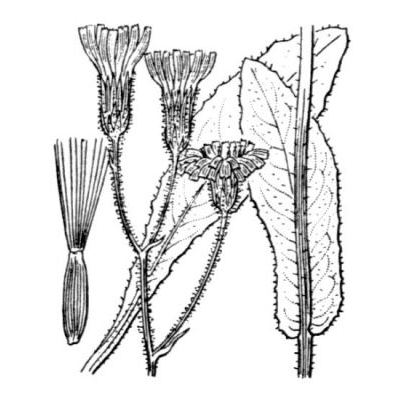 Crepis mollis (Jacq.) Asch. 