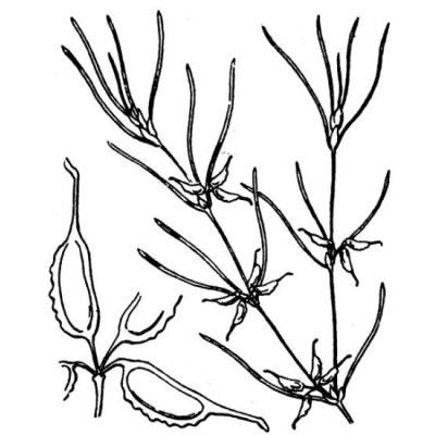 Zannichellia pedunculata Rchb. 