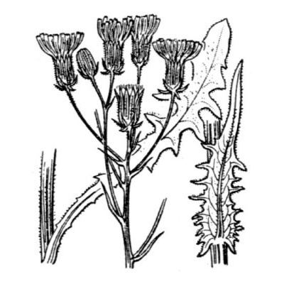 Crepis nicaeensis Pers. 