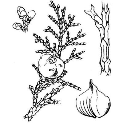 Juniperus thurifera L. 