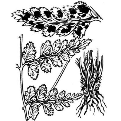 Asplenium obovatum subsp. billotii (F. W. Schultz) O. Bolòs & al. 