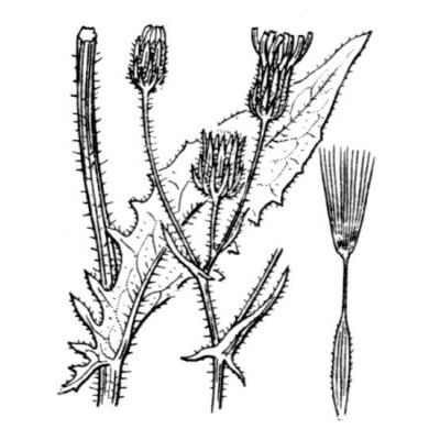 Crepis setosa Haller f. 