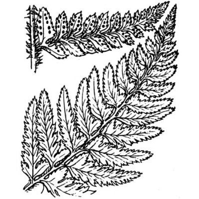Polystichum aculeatum (L.) Roth 