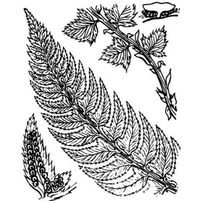 Polystichum lonchitis (L.) Roth 