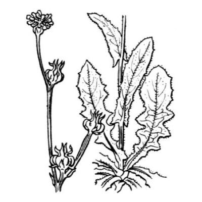 Crepis zacintha (L.) Loisel. 