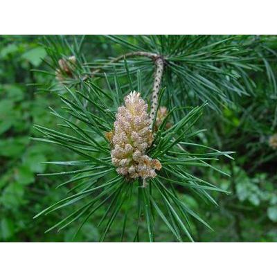 Pinus sylvestris L. 