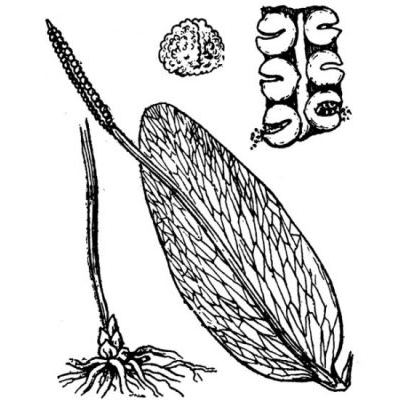 Ophioglossum vulgatum L. 