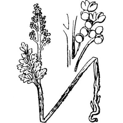 Botrychium matricariifolium (A. Braun ex Doll) W.D.J. Koch 