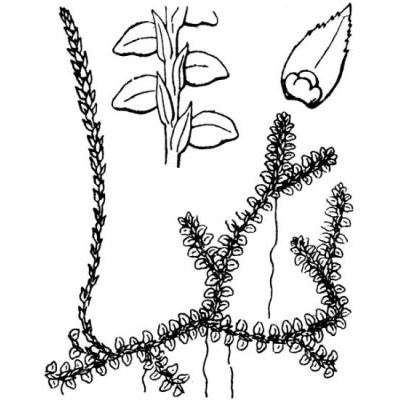 Selaginella helvetica (L.) Spring 