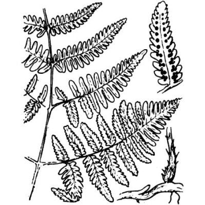 Gymnocarpium robertianum (Hoffm.) Newman 