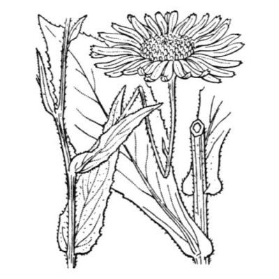 Doronicum corsicum (Loisel.) Poir. 