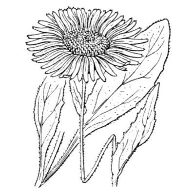 Doronicum clusii (All.) Tausch 