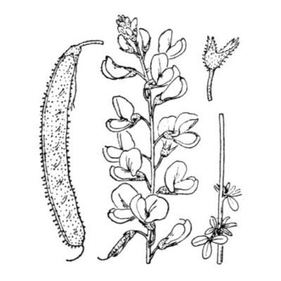Adenocarpus complicatus (L.) J. Gay 