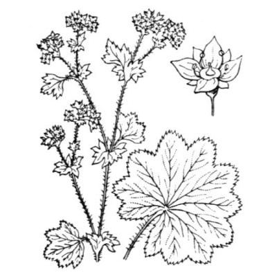 Alchemilla vulgaris L. em. S.E. Frohner 
