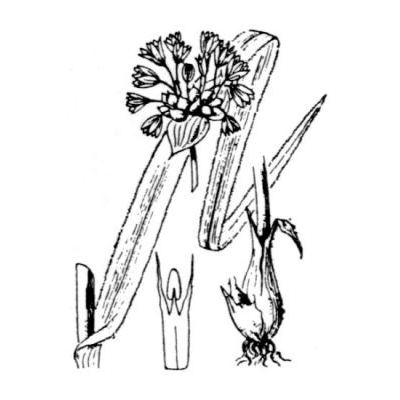 Allium scorodoprasum L. 