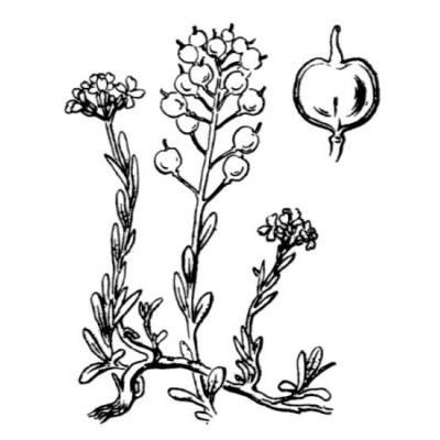 Alyssum montanum L. 