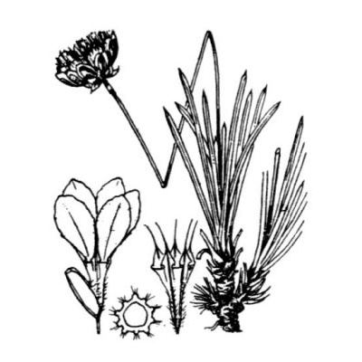 Armeria leucocephala Salzm. & Koch 