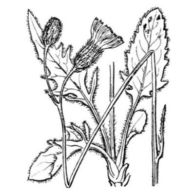 Hieracium caesioides Arv.-Touv. 