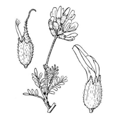 Astragalus vesicarius L. 