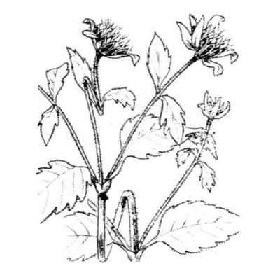 Bidens tripartita L. subsp. bullata (L.) Rouy 