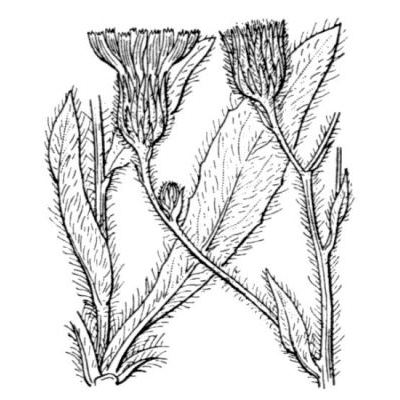 Hieracium chloropsis Gren. & Godr. 