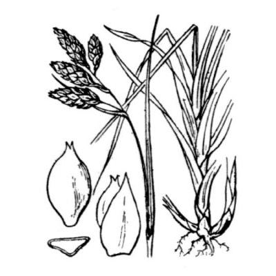 Carex atrata L. 