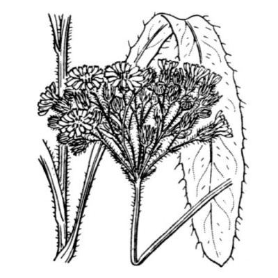 Hieracium cymosum L. 