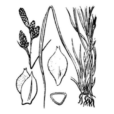 Carex umbrosa Host subsp. umbrosa 