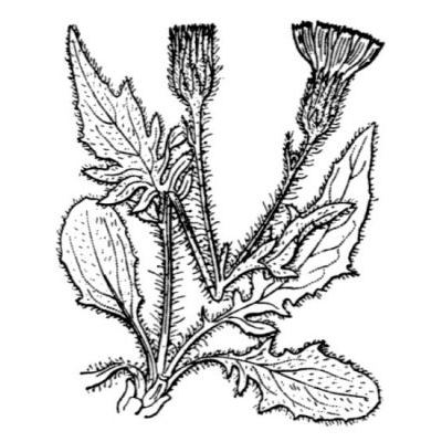 Hieracium humile Jacq. 
