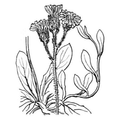 Hieracium lactucella Wallr. 