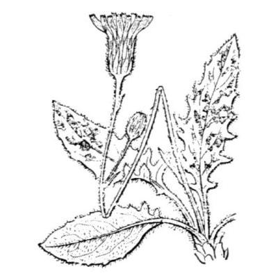 Hieracium pictum Pers. 