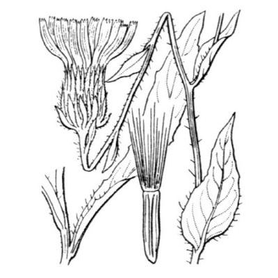 Hieracium scorzonerifolium Vill. 