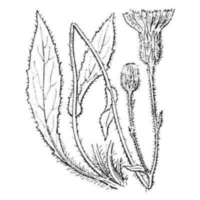 Hieracium juranum Rapin 