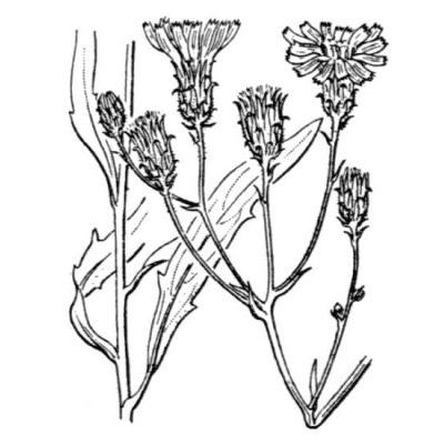 Hieracium umbellatum L. 