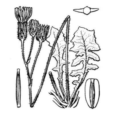 Crepis sancta (L.) Babc. subsp. sancta 