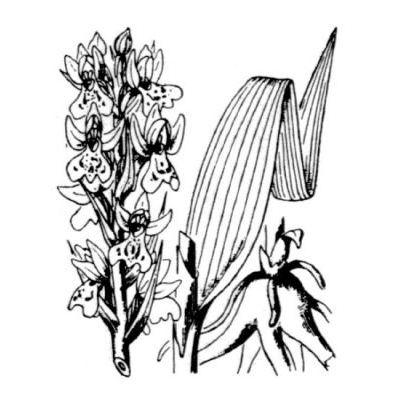 Dactylorhiza incarnata (L.) Soó subsp. incarnata 