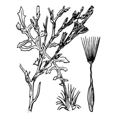 Lactuca viminea subsp. ramosissima (All.) Arcang. 